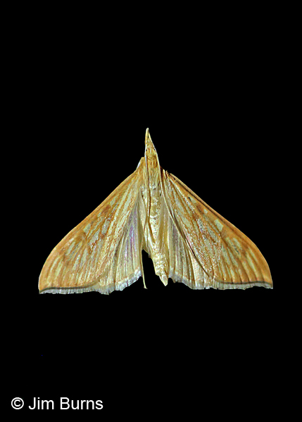 Arizona Crambid Moth, Arizona
